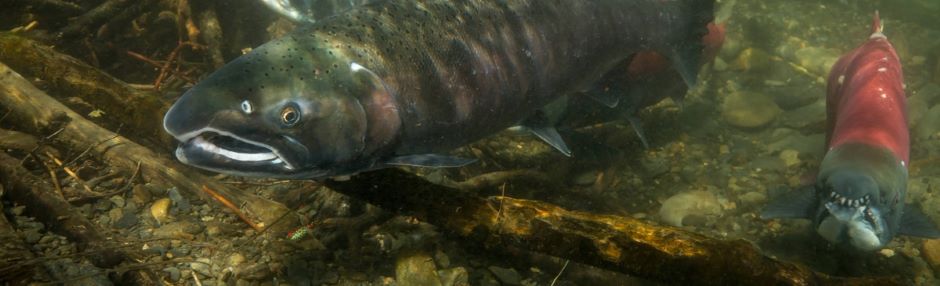 californian salmon