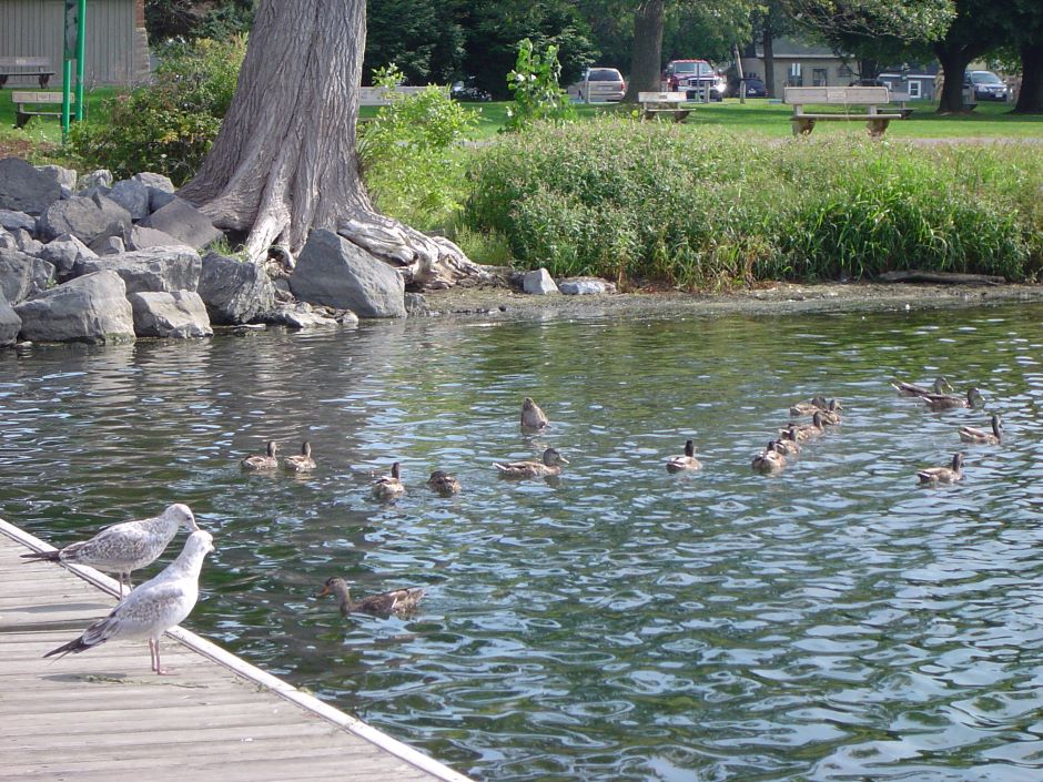 Ducks and Seagulls at Onondaga State Park