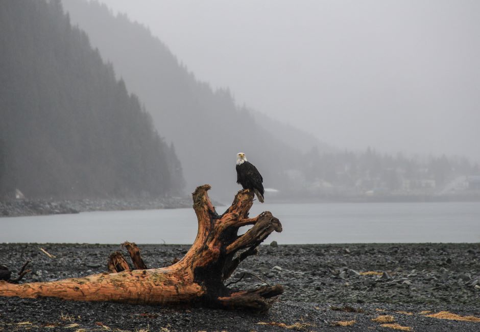 eagle sitting on a fallen tree in a bay area