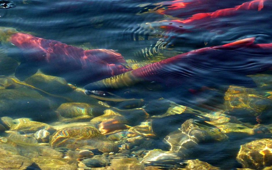A group of sockeye salmon in the Adams River