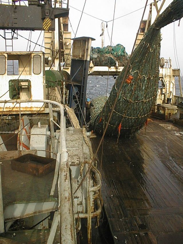 trawling net pulled onto a ship deck overflowing with fish (super trawling)