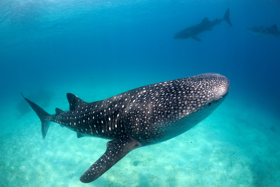 whale shark swimming in the Philippines