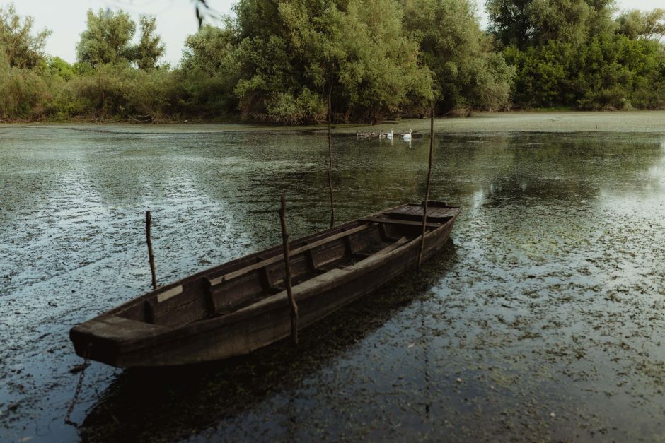 A boat in a swamp