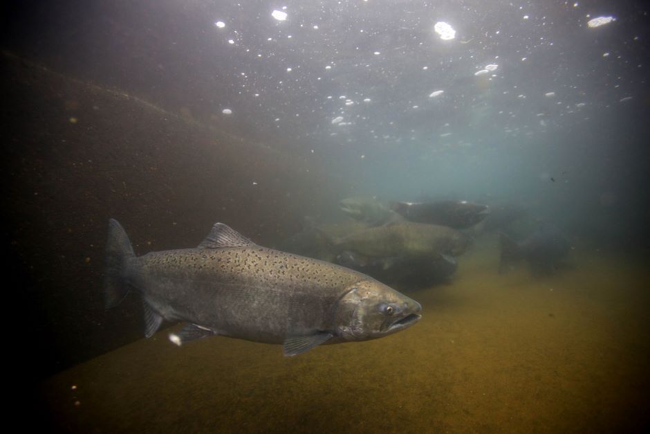 Chinook salmon swimming