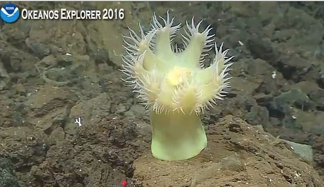 Deep-sea anemone Isactinernus observed in the abyss by the NOAA Okeanos Explorer mission in the Mariana Trench.