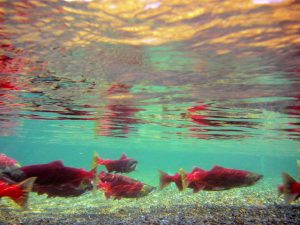 When it is time to spawn, sockeye salmon turn from silver to a bright red color with a green head, as seen here underwater.
