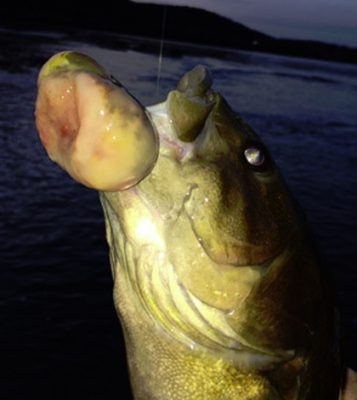 A smallmouth bass with a cancerous tumor growing from its bottom jaw