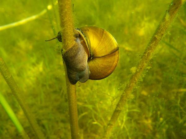 The Chinese mystery snail is among the species whose spread the DNR would like to stop (Credit: Wisconsin DNR)