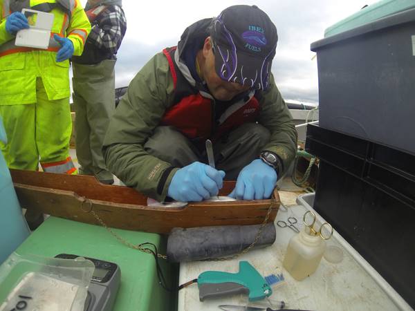 DFO science technician Curtis Pennell makes an incision in a farmed Atlantic salmon where a small transmitter will be implanted in the abdominal cavity. (Credit: DFO Photo)