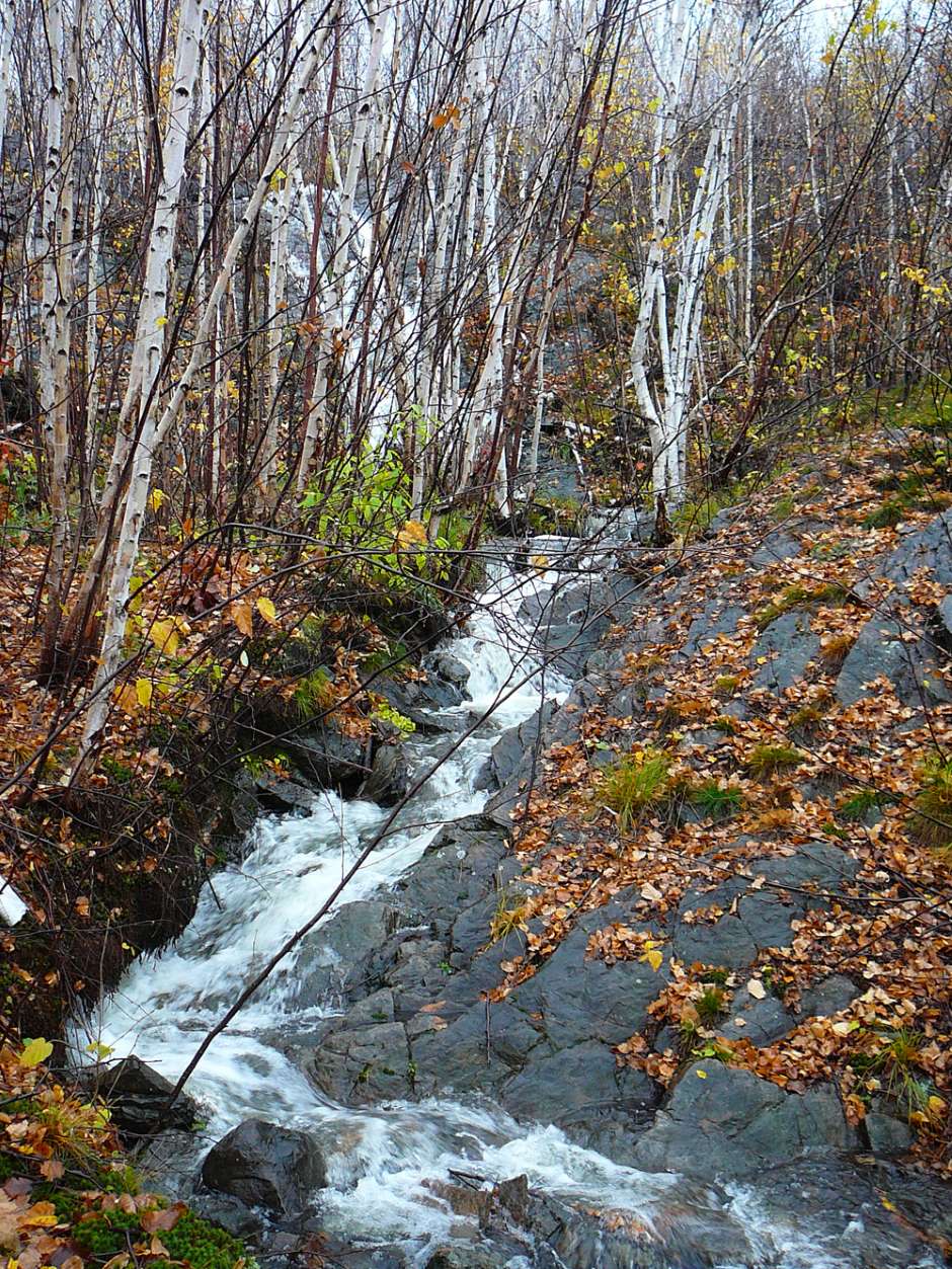 Small forest stream draining one of the study catchments in Daisy Lake, Sudbury, Ontario. (Credit: Erik Szkokan-Emilson) (Forested Watersheds)