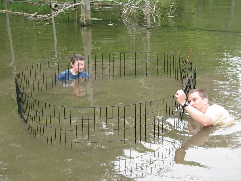 An in-lake enclosure protects recently transplanted vegetation (Credit: Friends of Everbloom)