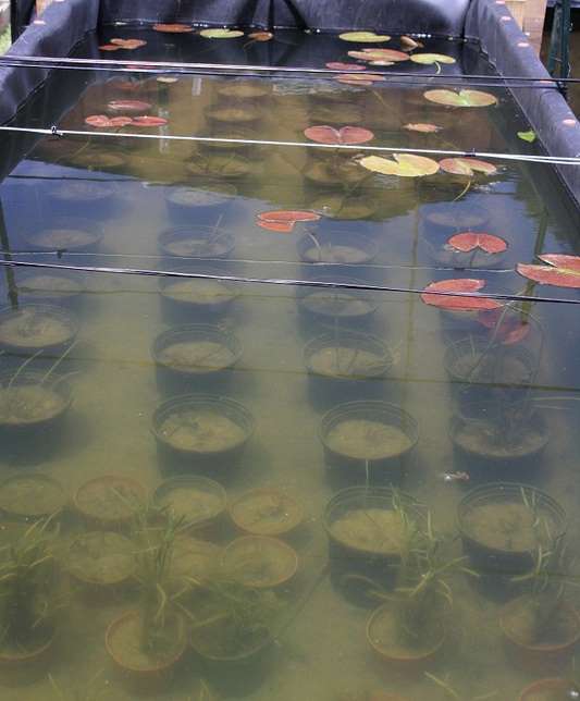 An example of the nurseries where aquatic vegetation is raised (Credit: Friends of Everbloom)