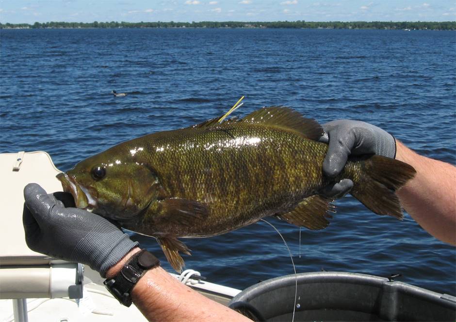 A post-op tagged smallmouth (Credit: Lake Champlain Research Institute, SUNY Plattsburgh)