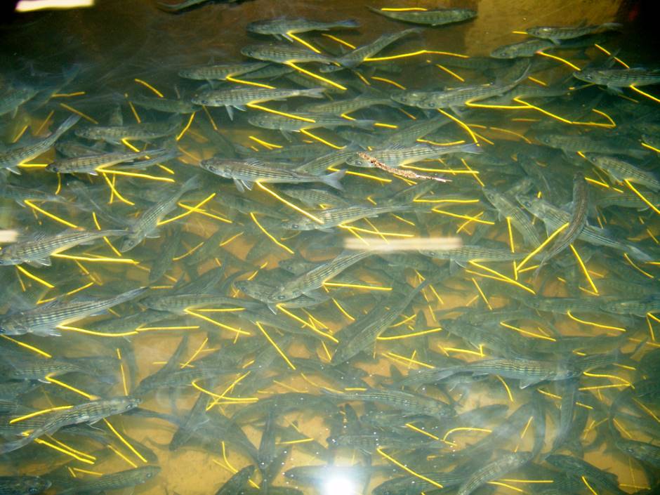 Striped bass swimming in the hatchery with tags carrying contact information. (Credit: North Carolina Wildlife Resources Commission)