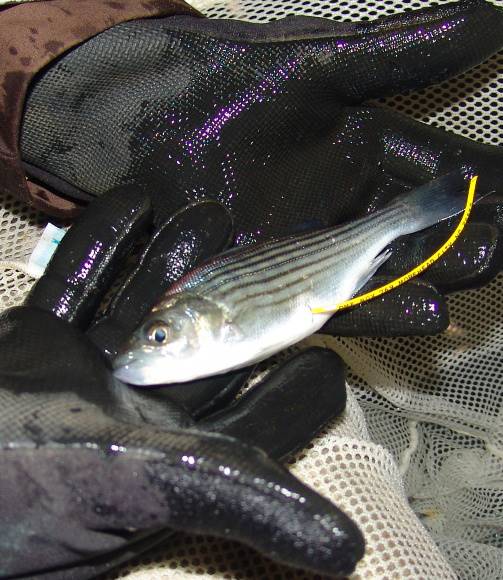 A young striped bass with an internal anchor tag (Credit: North Carolina Wildlife Resources Commission)