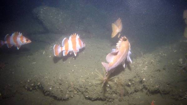 These video stills show rockfish recorded by a SeeStar underwater camera test. (Credit: MBARI)