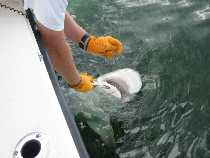 Johnson releases all the sharks they catch (Credit: SeaSquared Charters)
