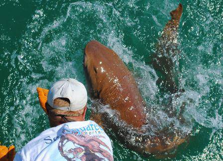 Bringing a shark to the boat in a chartered shark fishing trip (Credit: SeaSquared Charters)