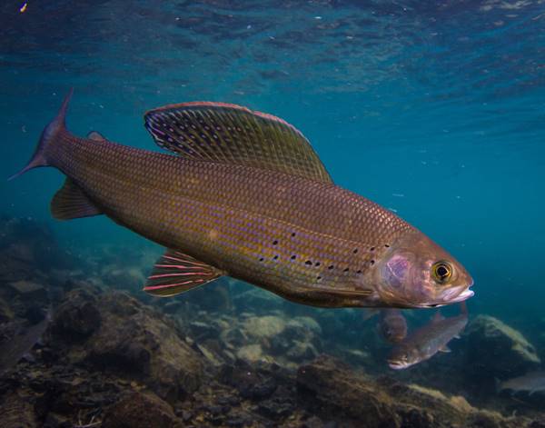 The big-finned Arctic grayling were one of the species considered in the research. (Credit: Jonny Armstrong)