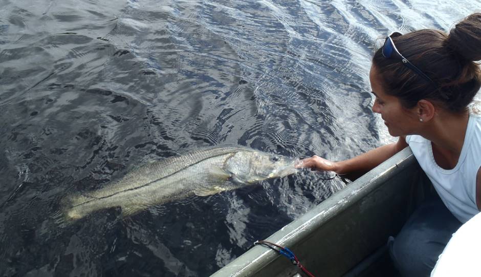 Jennifer Rehage releases a snook after it recovered from transmitter surgery. (Credit: Ross Boucek)