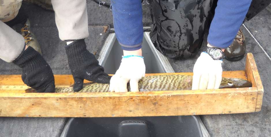 Measuring a tiger muskie from a Colorado reservoir (Credit: Jesse Lepak/Colorado Parks and Wildlife)