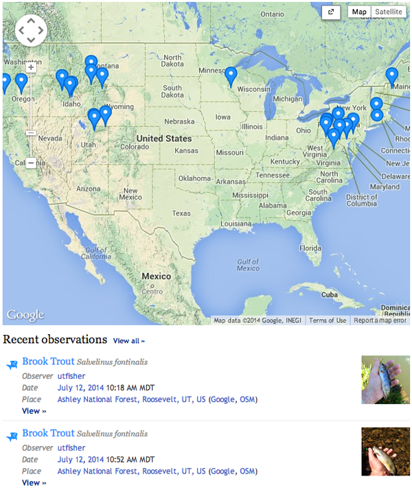 A screenshot of the TroutBlitz tool, showing recent geotagged submissions (Credit: iNaturalist/Trout Unlimited)