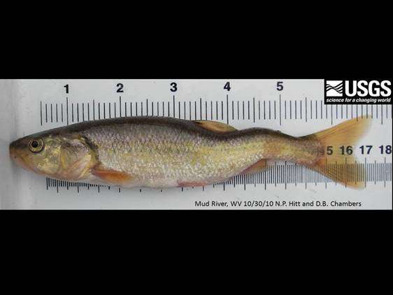 Researchers were surprised to find a fish showing textbook signs of selenium toxicity had survived to adulthood. (Credit: Than Hitt and Douglas Chambers/USGS)