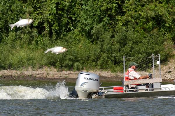 Asian carp are fast-growing and aggressive, making them a threat to native Great Lakes species. (Credit: USGS)