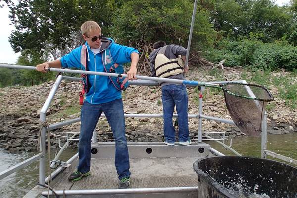 Researchers use nets to pull up fish on the Illinois River. (Credit: Cory Anderson)