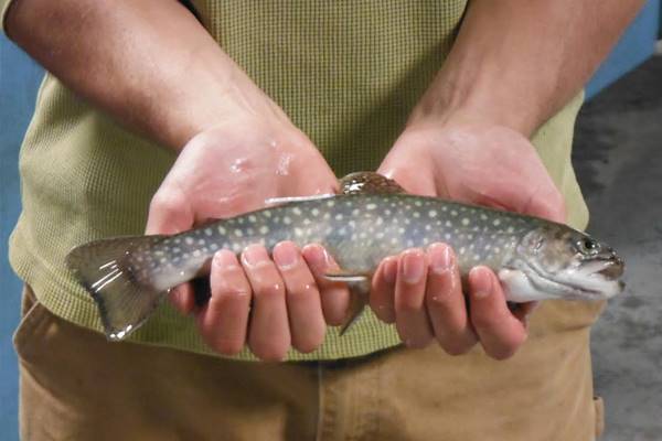 A 2-year-old coaster brook trout released a few years ago. (Credit: Red Cliff Tribal Fish Hatchery)