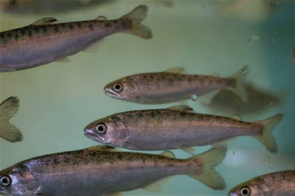 Coho smolts. (Credit: Cacophony, via Wikimedia Commons/CC BY 3.0)