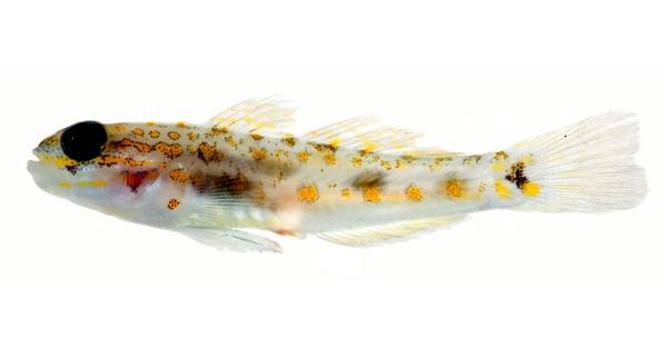 Coryphopterus curasub, a new goby species from 70 to 80 meters depth off Curacao, southern Caribbean. The maximum known length of the new species is 33 millimeters (1.3 inches). (Credit: Carole Baldwin and Ross Robertson, Smithsonian Institution)