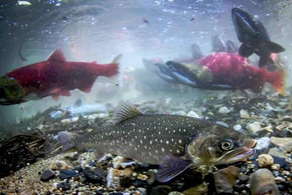 Char in a stream full of salmon. (Credit: Jonathan B. Armstrong / University of Wyoming)