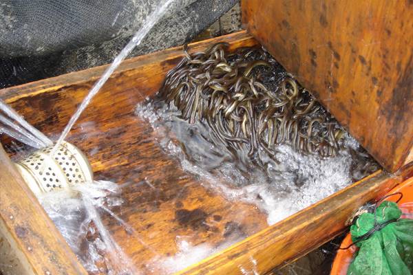 The eel is a valuable commercial fish. Juvenile American eels, or elvers, sold for $2,600 a pound in 2012. (Credit: Maryland Fishery Resources Office, USFWS)