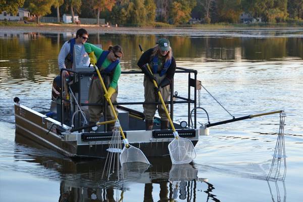 Nohner and his research team conduct electrofishing surveys on 16 Michigan lakes to investigate relationships between largemouth bass and vegetation, wood, and other habitat characteristics. (Credit: Nathan Snow)