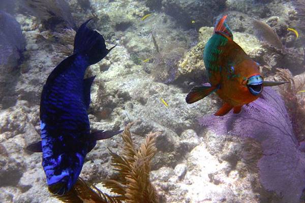 Midnight and rainbow parrotfishes swim alongside a Caribbean coral reef. (Credit: Florida International University)