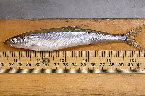 Rainbow smelt. (Credit: Purdue Department of Forestry and Natural Resources/James Roberts and Tomas Höök)