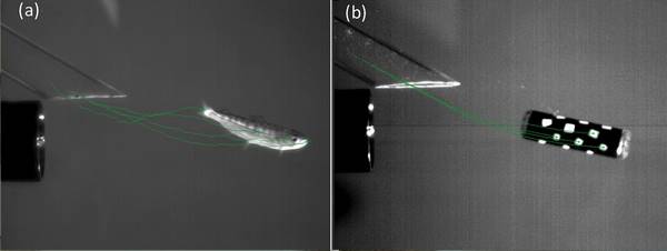 A live juvenile fish (a) and the previous version of the Sensor Fish (b) are shown side-by-side as they’re exposed to a simulated dam turbine environment. (Courtesy of Pacific Northwest National Laboratory)