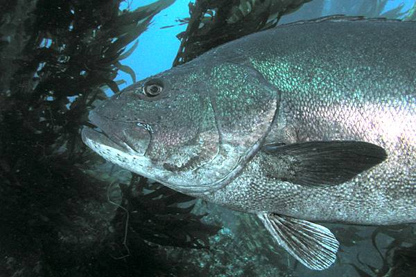Research targeted black sea bass and other area fish to track movement and distribution. (Credit: Aquaimages, via Wikimedia Commons/CC BY 2.5)