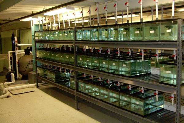 The aquatics research facility at Tulane University holds fish for study. (Credit: Greg Glotzbecker)