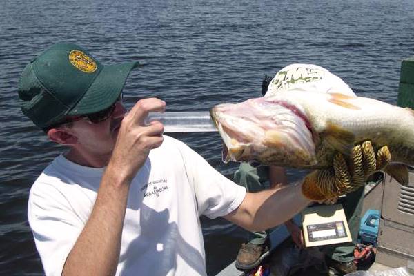 An example of how the researchers sample the bass stomachs before release them alive. (Credit: Florida Fish and Wildlife Conservation Commission)