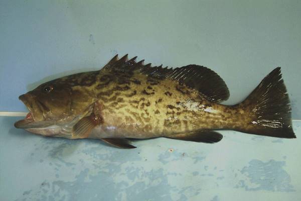 The Gulf of Mexico gag grouper was one of three stocks declared rebuilt by the 2014 Status of Stocks report. (Credit: NOAA)