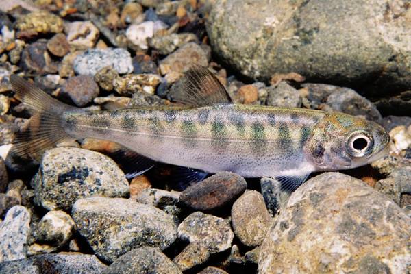 Juvenile Chinook salmon rely on plankton and other invertebrates for early-life survival. (Credit: Roger Tabor / USFWS)