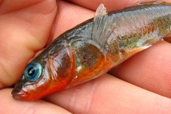 A male threespine stickleback that lives in saltwater. (Credit: Mark Currey / University of Oregon)