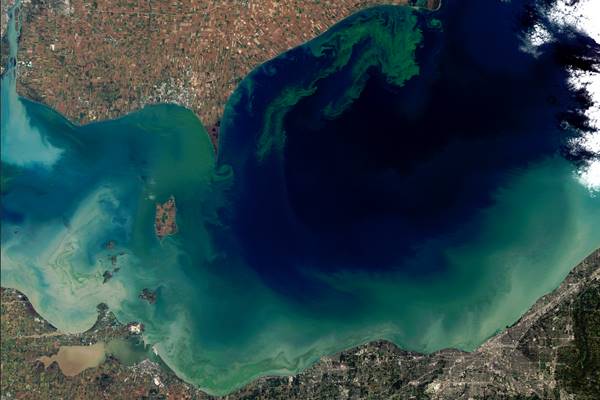 Lake Erie contains enough blue green algae to sustain a population of invasive Asian carp. (Credit: NASA Earth Observatory)