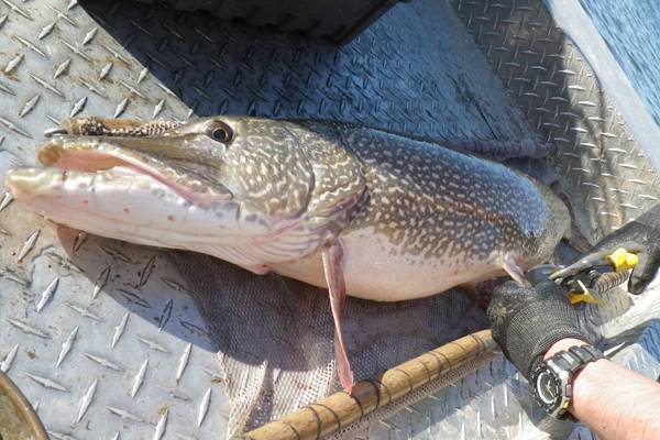 A non-native northern pike is processed by a research crew on Coeur d’Alene Lake. (Courtesy John Walrath)