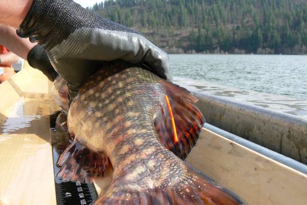 The researchers tagged northern pike to track growth, movement and angler pressure. (Courtesy John Walrath)