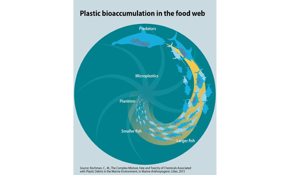 diagram explaining the bioaccumulation of plastics in the ocean