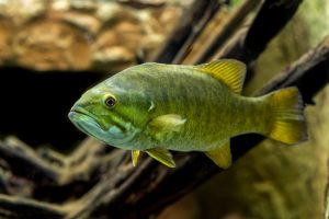 smallmouth bass (PBDEs)